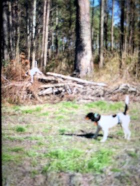 A Day in Wild Bird Woods
